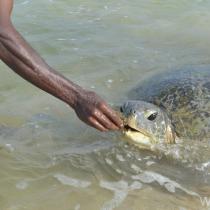 Хиккадува — пляжи курорта, плавание с черепахами, снорклинг, серфинг, Шри-Ланка Жилье в Хиккадуве — отели, гестхаусы, дома